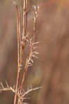 Little bluestem